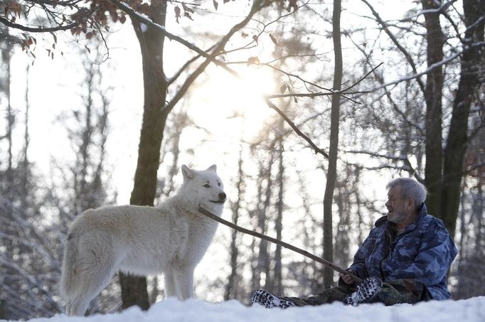 Wolf researcher Werner Freund strokes Arctic alpha wolf Monty with his walking stick in an enclosure at Wolfspark Werner Freund, in Merzig in the German province of Saarland January 24, 2013. Freund, 79, a former German paratrooper, established the wolf sanctuary in 1972 and has raised more than 70 animals over the last 40 years. The wolves, acquired as cubs from zoos or animal parks, were mostly hand-reared. Spread over 25 acres, Wolfspark is currently home to 29 wolves forming six packs from European, Siberian, Canadian, Artic and Mongolian regions. Werner has to behave as the wolf alpha male of the pack to earn the other wolves respect and to be accepted. Picture taken January 24, 2013. REUTERS/Lisi Niesner (GERMANY - Tags: ANIMALS SOCIETY) Published: Led. 26, 2013, 2:44 odp.