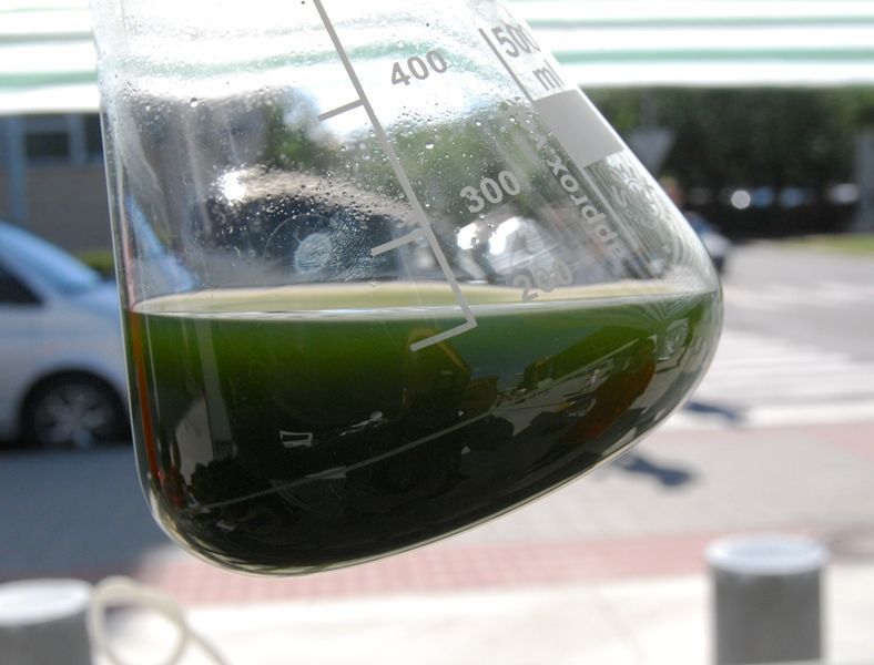 Výroba biopaliva z rybničních řas