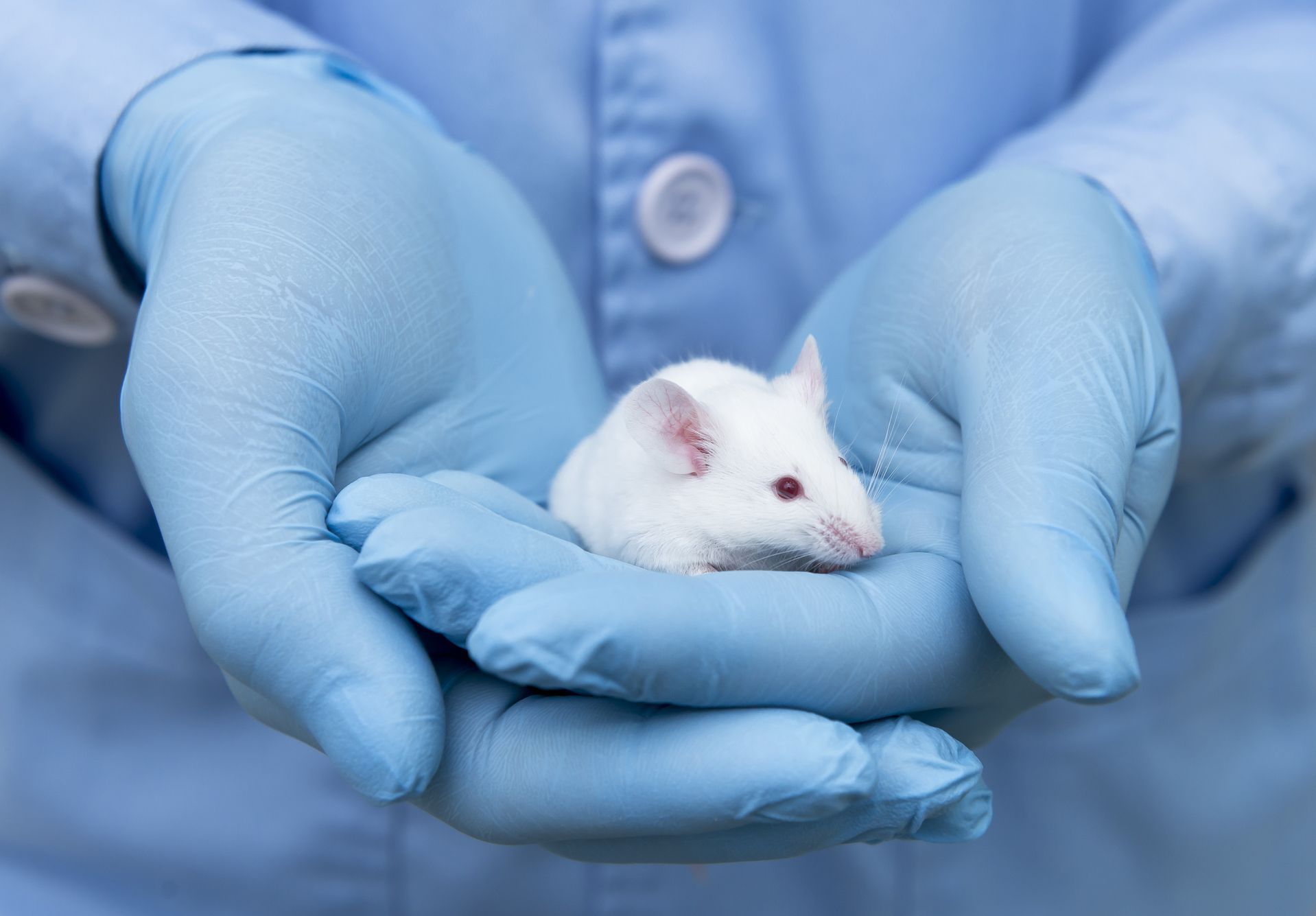 Testování na zvířatech, laboratorní myš, testování kosmetiky.