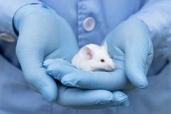 Lék na rakovinu rozsvítil myši. Tak chemik poznal, že se dostal přímo do nádoru