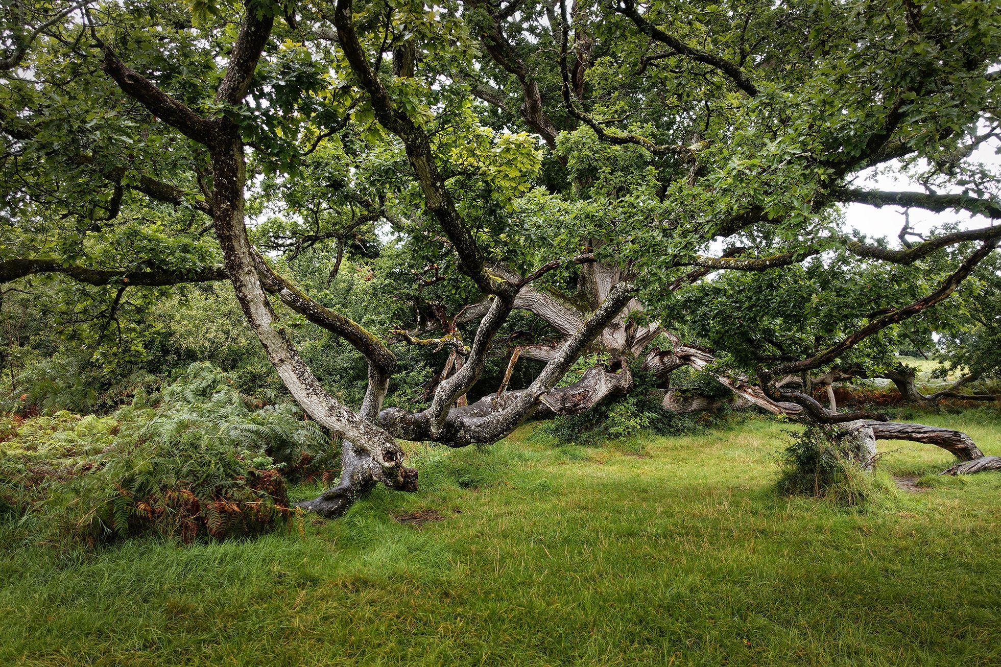 Strašidelný hrad Charleville a tajemný druidský les poblíž irského Tullamore