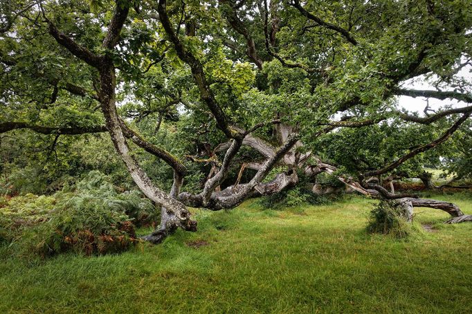 Strašidelný hrad Charleville a tajemný druidský les poblíž irského Tullamore