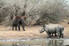 Vyšetřoval pytláky nosorožců, teď ho někdo zastřelil. Ochranáři v JAR mají strach