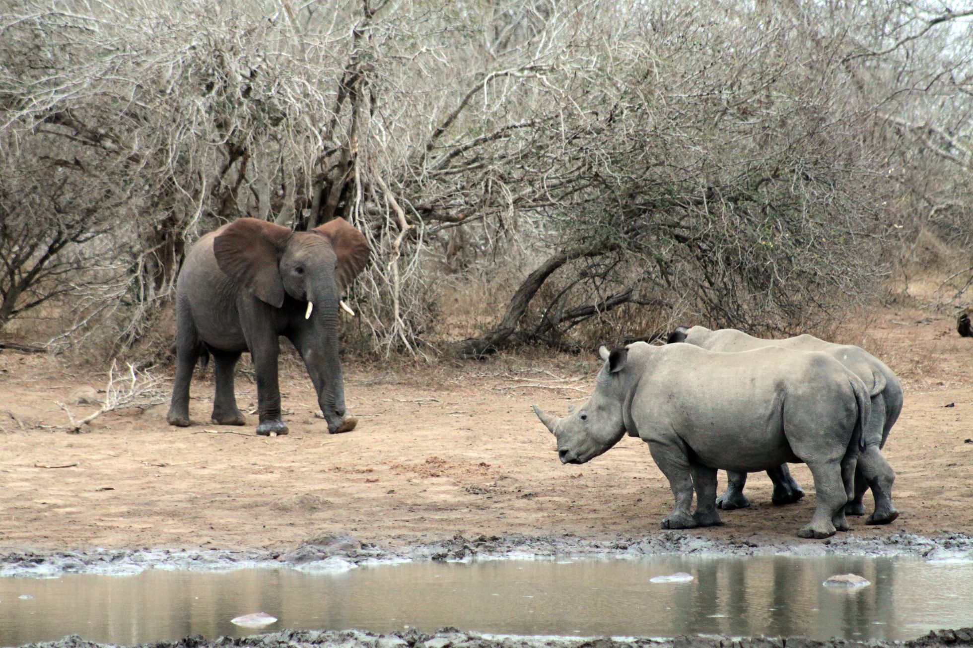 Krugerův národní park - zvířata