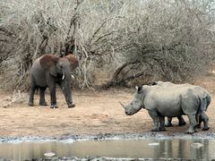Slon a nosorožci v Krugerově národním parku.