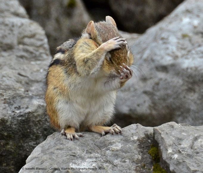 Comedy Wildlife Photography Awards 2019: výběr ze zatím zaslaných fotografií