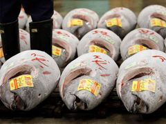 Početní stavy některých druhů ryb jsou ohroženy nadměrným výlovem. Nejvíce to platí zřejmě pro tuňáky.
