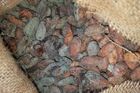 Do Česka mířilo 22 tun plesnivých kakaových bobů, neprošly ale kontrolou