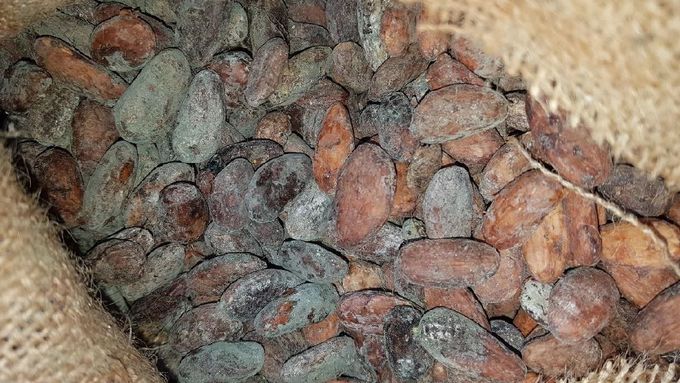 Plesnivé kakaové boby
