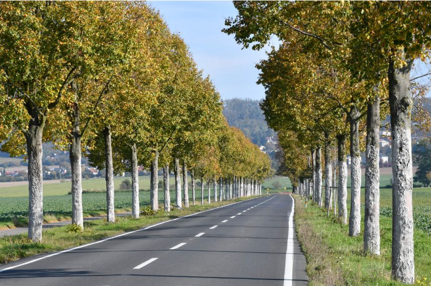 alej, strom, příroda