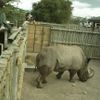 Čeští nosorožci v Keni