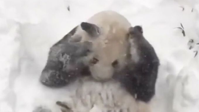 Panda Tian Tian žije v zoologické zahradě ve Washingtonu a miluje sníh. Takhle si užívala novou lednovou sněhovou nadílku.