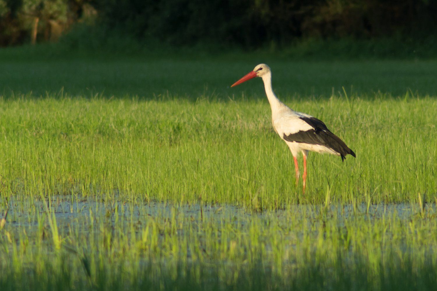 Soutok Morava Dyje Moravská Amazonie