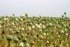 Europarlament chce legalizovat opium v Afghánistánu