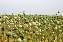 Europarlament chce legalizovat opium v Afghánistánu