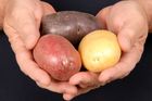 Českých brambor je nejméně za sto let. Kromě počasí má pomoci i lepší reklama