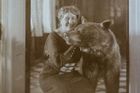 Operní pěvkyně Elfriede Hassow, manželka Otty Sigismunda Schönburg-Waldenburga, pózuje s vycpaným medvědem.