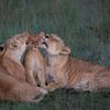 Wildlife Photographer of the Year 2023. Snímky nominované na cenu veřejnosti People Choice Award