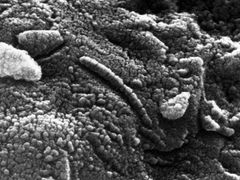 Záhadné struktury z meteoritu ALH 84001 viděné elektronovým mikroskopem.