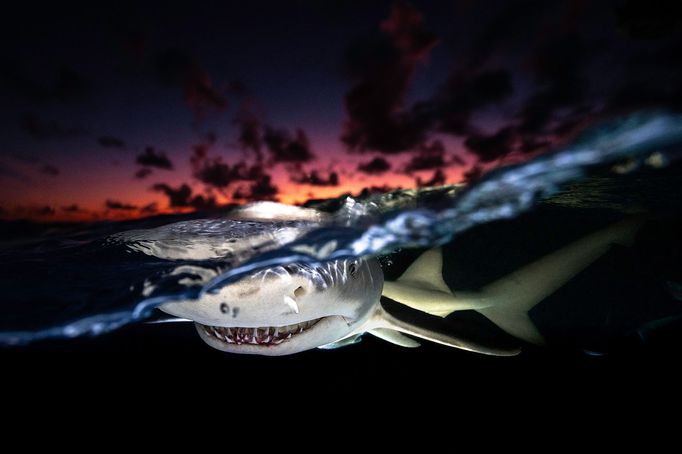 Vítězové soutěže Underwater Photographer of the Year 2024