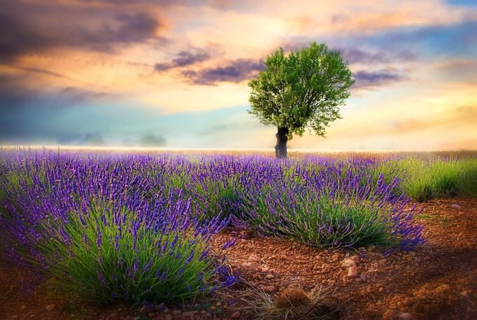 Levandulová pole v Provence, Jižní Francie