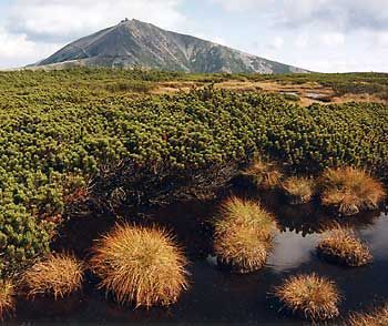 Subalpinská tundra - Krkonoše