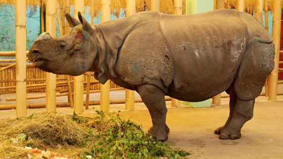 Dramatické stěhování vzácného nosorožce do plzeňské zoo