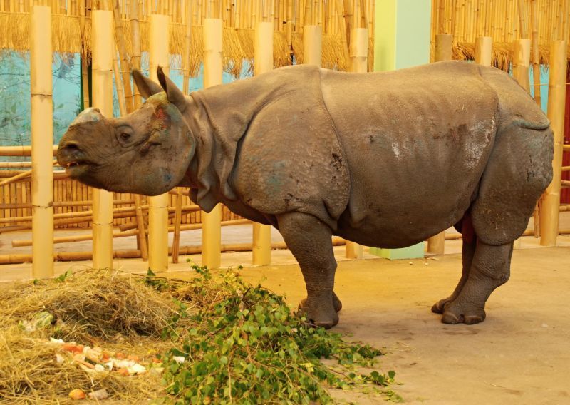 Stěhování nosorožce