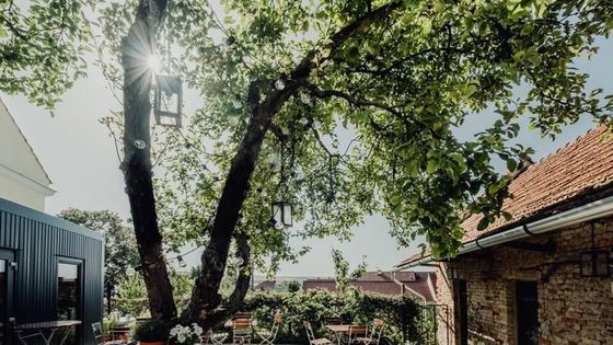 Ze zanedbaného farního dvorku gastronomický ráj. Jak jedna jabloň změnila Bořetice