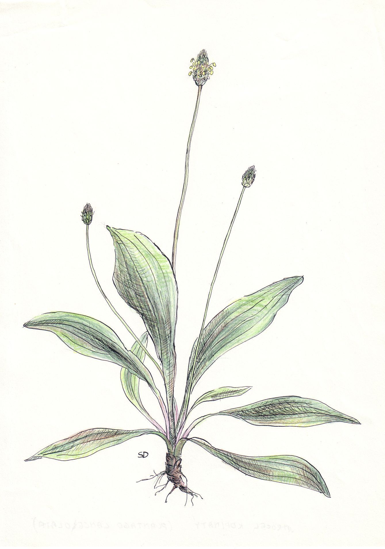 kresby, dr. dudek. bylinky