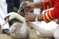 Na Temži se nebudou kvůli koronaviru sčítat labutě. Je to vůbec podruhé od roku 1186