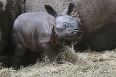 Mládě nosorožce hvězdou plzeňské zoo. Kdo mu dá jméno?