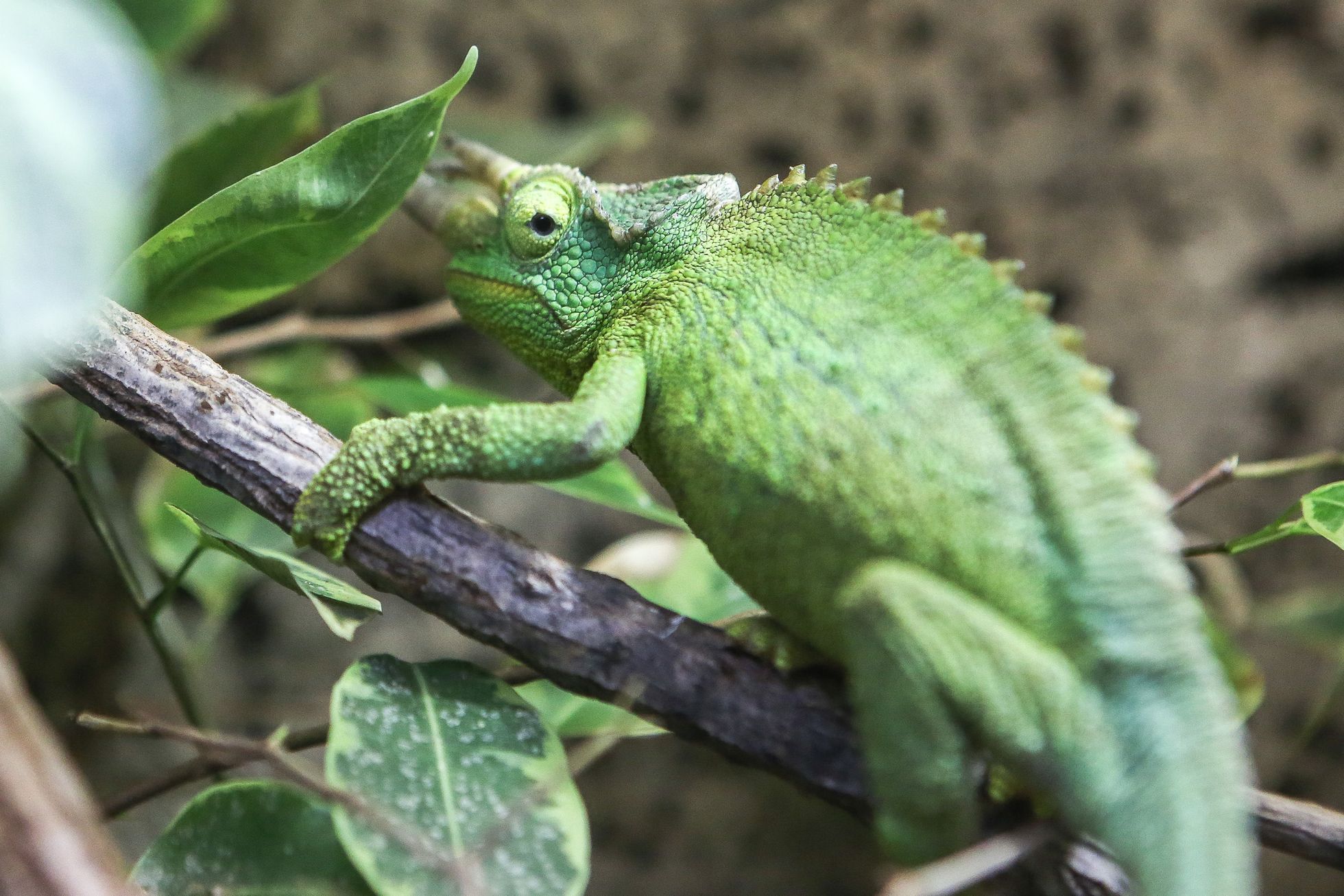 Zoopark Zájezd u Kladna, soukromá zoo, zvířata, chameleon, lemur