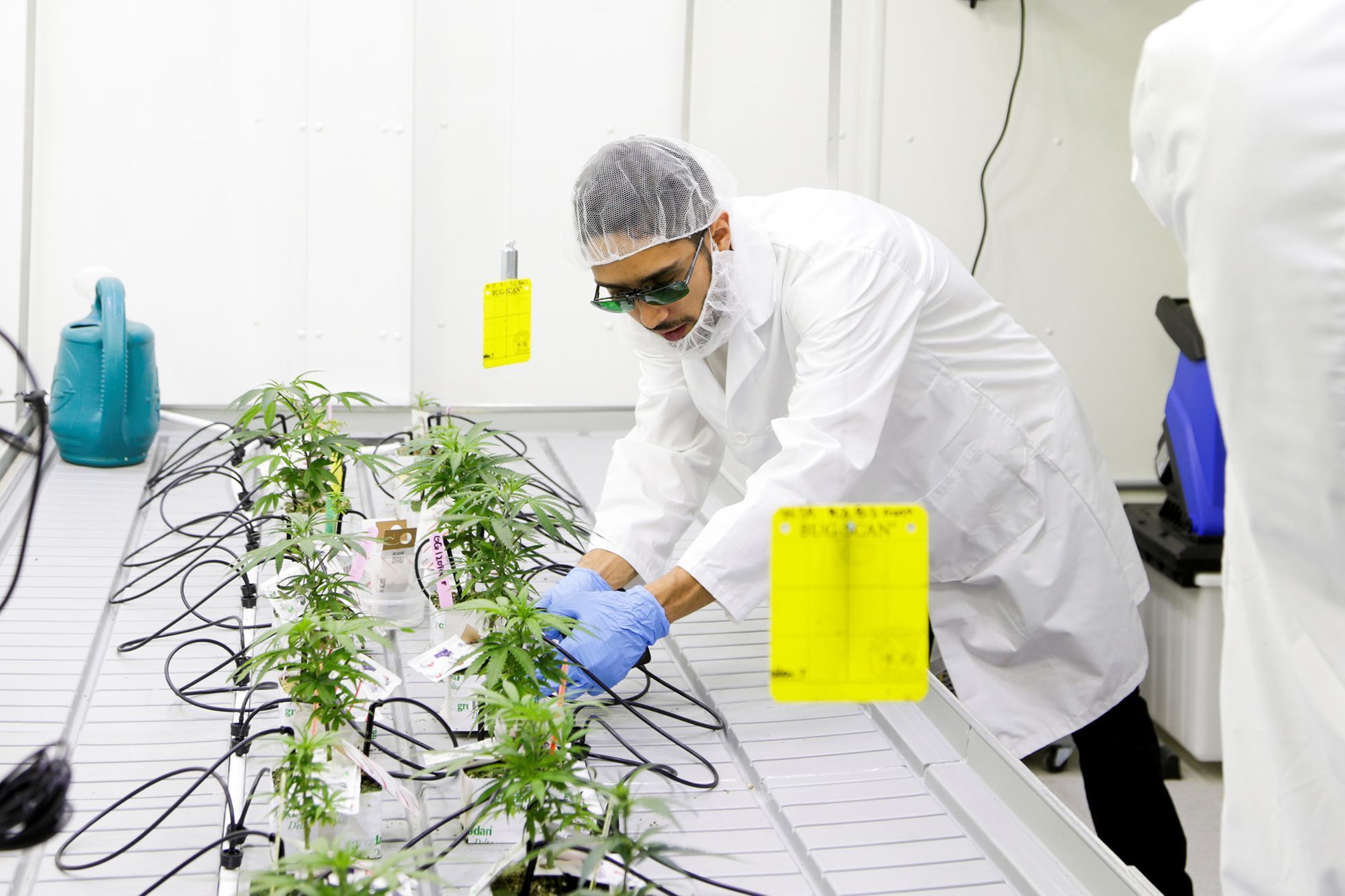 Fotogalerie / Jak se studenti se v Kanadě učí pěstovat marihuanu / Reuters / 2018