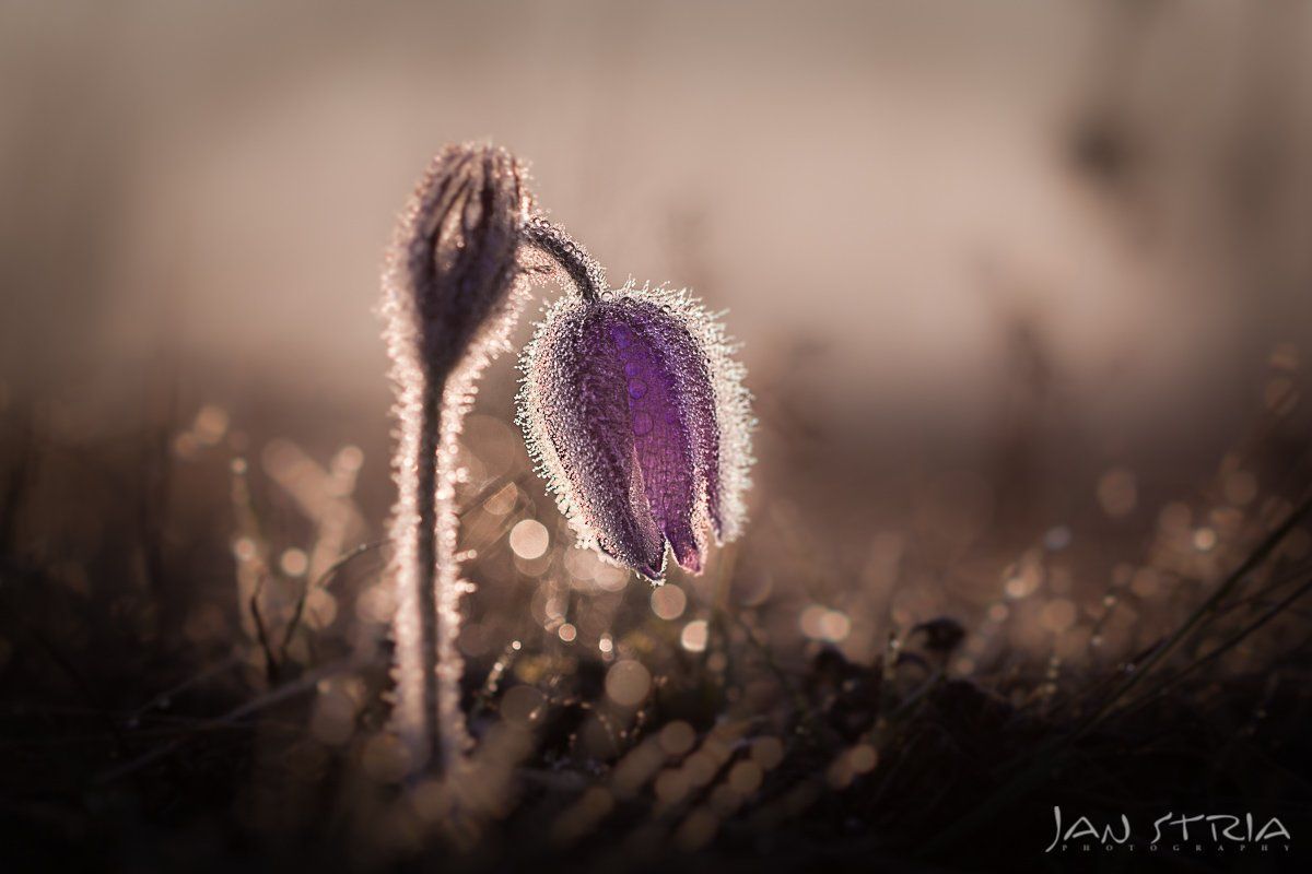 Jan Stria, ukázky z tvorby vítěze soutěže Czech Nature Photo 2019