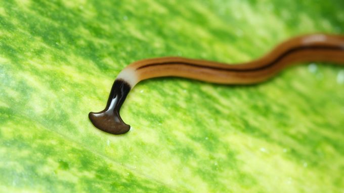 Ploštěnka skleníková je zároveň jedním ze šestnácti invazních nepůvodních druhů, které se v srpnu letošního roku zařadily na seznam zvířat, která se nesmí dovážet do Evropské unie.