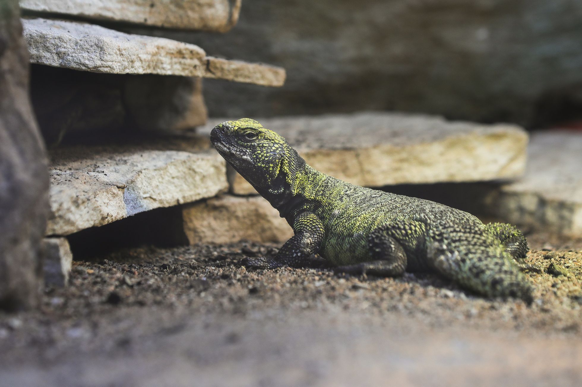 Uzavřená Zoo Dvůr Králové kvůli nouzovému stavu