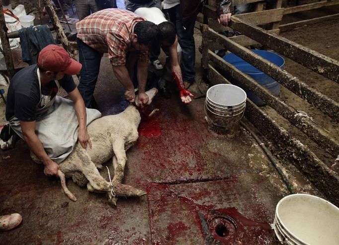 Muslims slaughter a sheep on the first day of Eid-al-Adha outside Mexico City October 26, 2012. Muslims around the world celebrate Eid al-Adha to mark the end of the Haj by slaughtering sheep, goats, cows and camels to commemorate Prophet Abraham's willingness to sacrifice his son Ismail on God's command. REUTERS/Henry Romero (MEXICO - Tags: RELIGION) Published: Říj. 27, 2012, 12:25 dop.