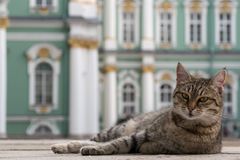 Francouz odkázal část dědictví kočkám z ruské Ermitáže. Zvířata v muzeu loví hlodavce