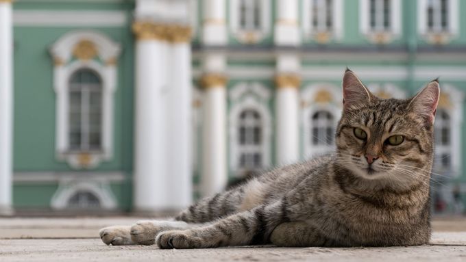 Kočky v petrohradském muzejním komplexu, který zahrnuje i Zimní palác, žijí od 18. století.