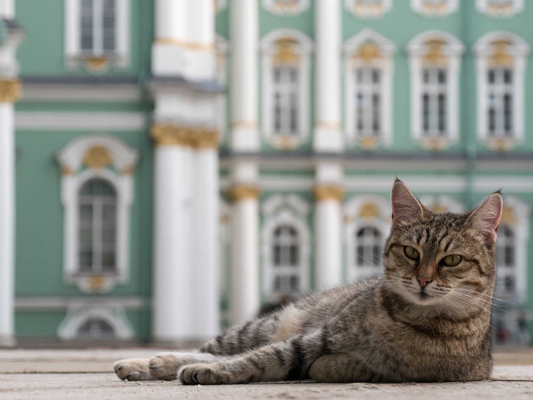 Kočka před Zimním palácem v Petrohradě