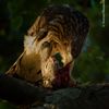 Wildlife Photographer of the Year 2024