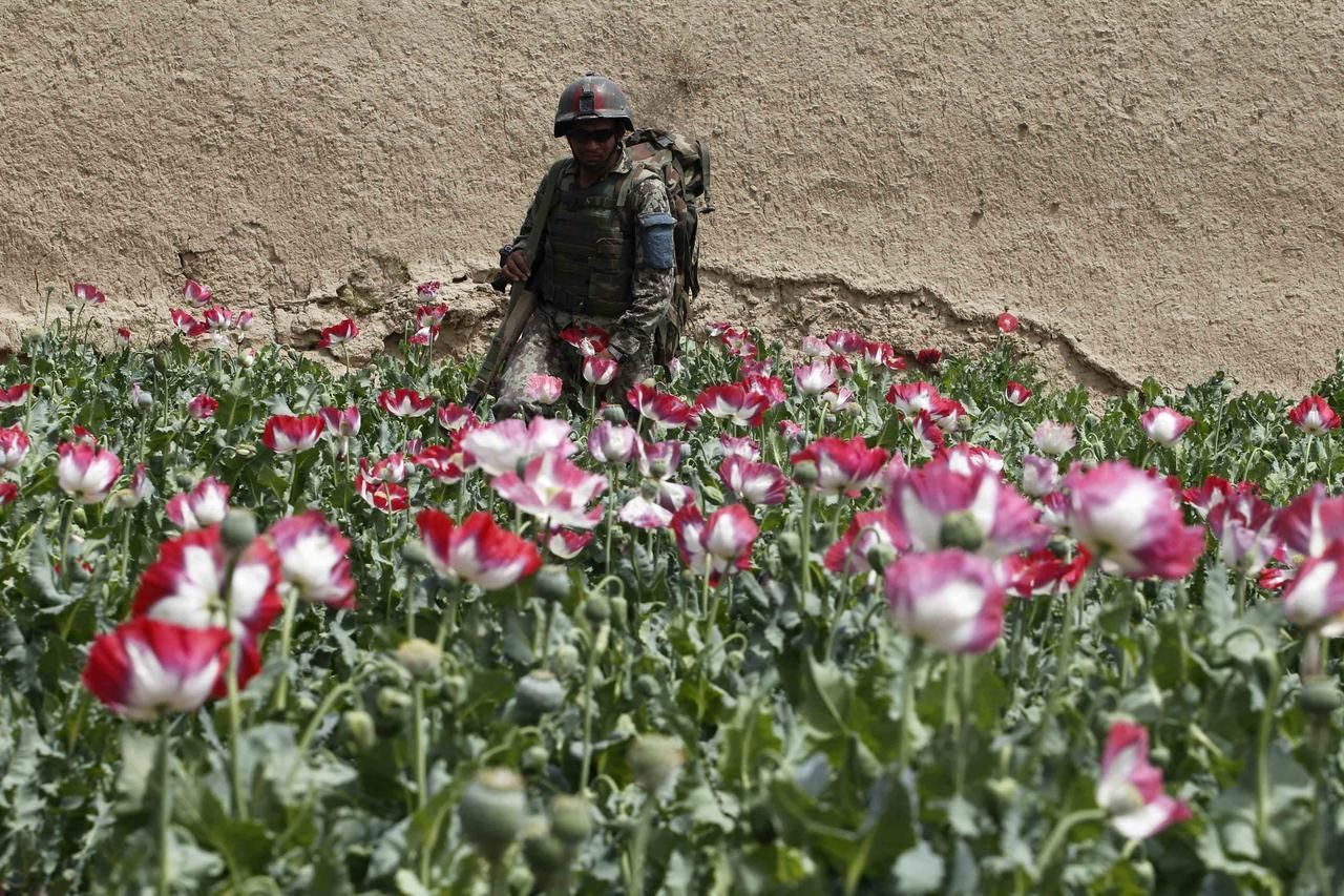 Afghánský voják prochází makovým polem
