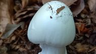 Smrtelně jedovatá muchomůrka jízlivá (Amanita virosa).