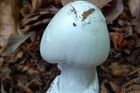 Smrtelně jedovatá muchomůrka jízlivá (Amanita virosa).