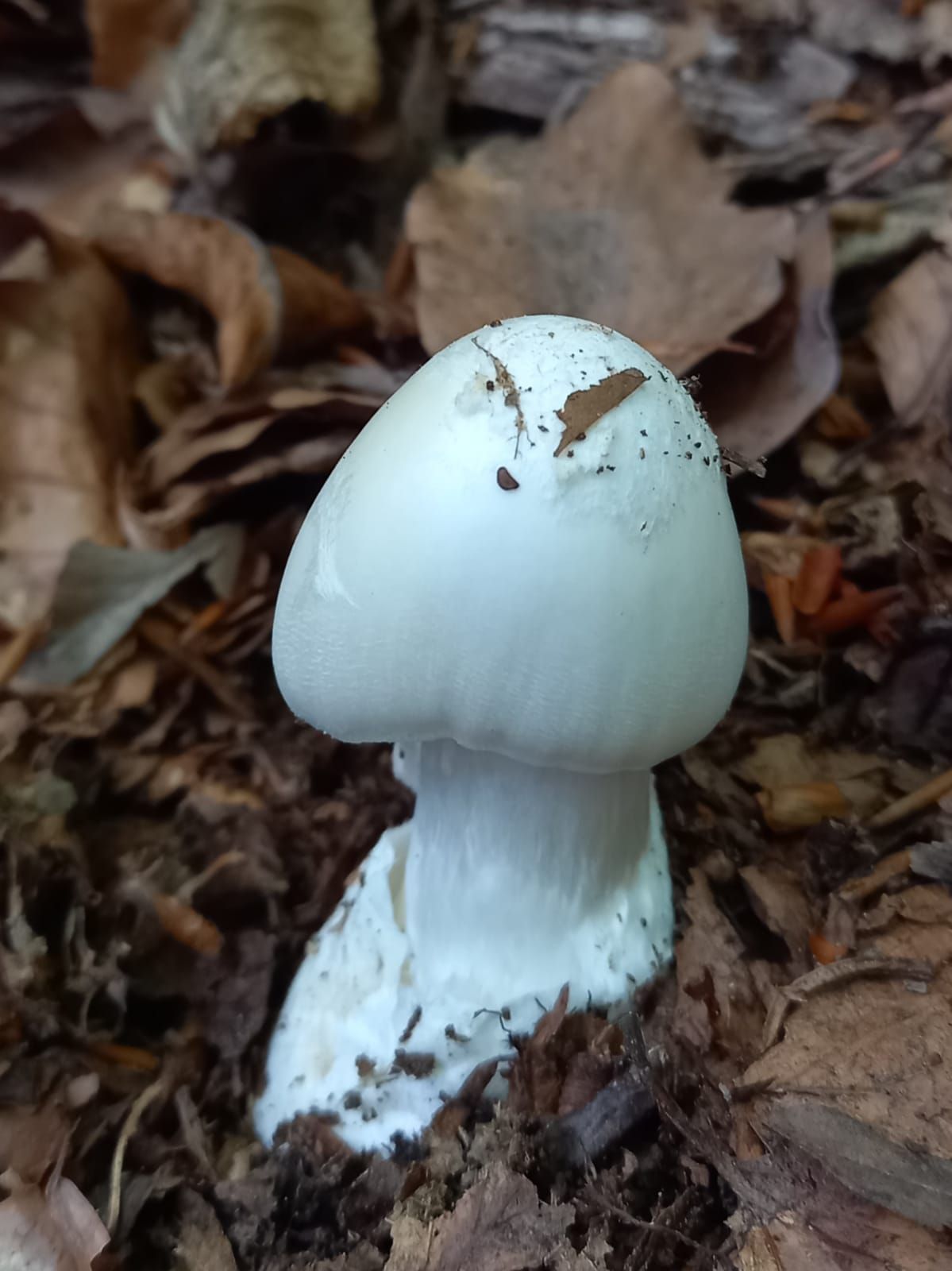 Muchomůrka jízlivá