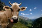 Bojuje proti tradičním kravským zvoncům. Nizozemská potížistka získala švýcarský pas až napotřetí