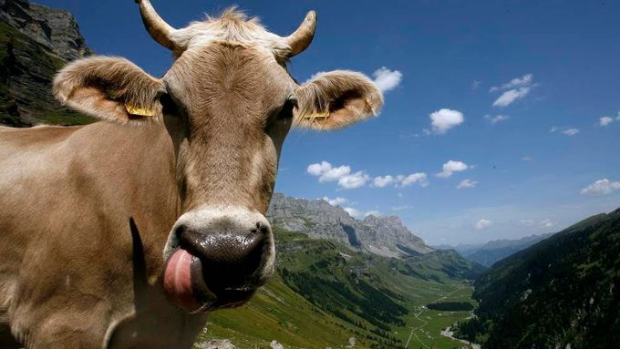 Kráva stojící na hoře Klausenpass, 1952 m.n.m. ve Švýcarských Alpách, 19. srpna 2009. V pozadí je údolí Urnerboden.