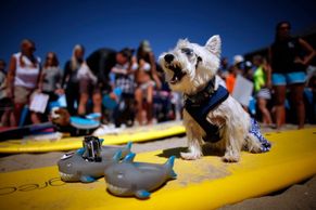 FOTO Surfující psi? Plážový fenomén v USA!