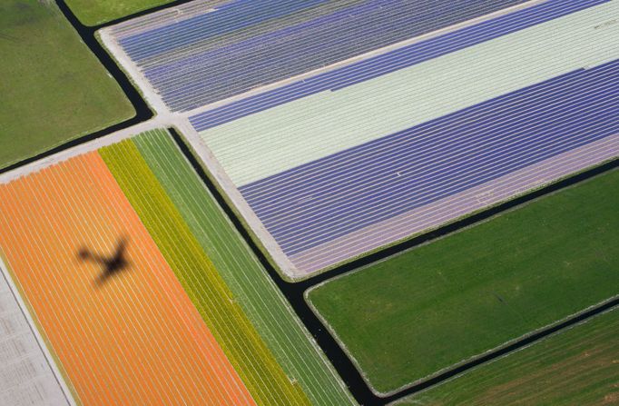 Obrovské pole tulipánů v Nizozemsku.